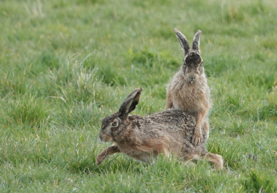 <i class='fa fa-user'></i>&nbsp;ko katsman&nbsp;|  Haas&nbsp; <i class='fa fa-eye'>&nbsp;105</i> &nbsp; <i class='fa fa-comment-o'>&nbsp;5</i>