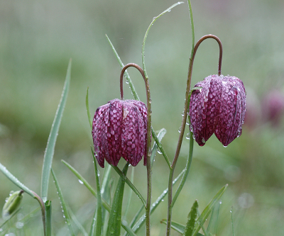 <i class='fa fa-user'></i>&nbsp;Paul Vandebroek&nbsp;|  Wilde Kievitsbloem&nbsp; <i class='fa fa-eye'>&nbsp;107</i> &nbsp;<i class='fa fa-thumbs-up'>&nbsp;6</i> &nbsp; <i class='fa fa-comment-o'>&nbsp;6</i>