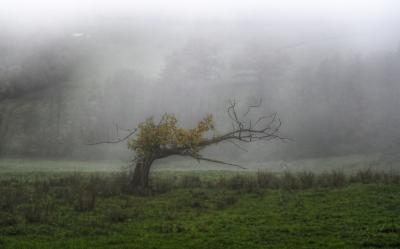 <i class='fa fa-user'></i>&nbsp;liesbeth van vliet&nbsp;|  Tamme Kastanje&nbsp; <i class='fa fa-eye'>&nbsp;99</i> &nbsp;<i class='fa fa-thumbs-up'>&nbsp;3</i> &nbsp; <i class='fa fa-comment-o'>&nbsp;4</i>