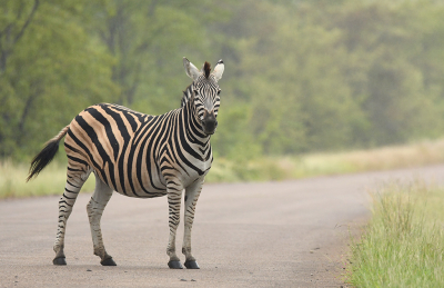 <i class='fa fa-user'></i>&nbsp;Eric Gibcus&nbsp;|  Gewone Zebra&nbsp; <i class='fa fa-eye'>&nbsp;114</i> &nbsp;<i class='fa fa-thumbs-up'>&nbsp;3</i> &nbsp; <i class='fa fa-comment-o'>&nbsp;0</i>