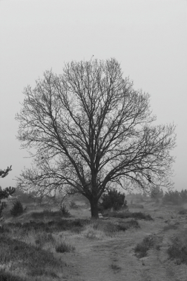 <i class='fa fa-user'></i>&nbsp;Meindert&nbsp;|  Kale duinen&nbsp; <i class='fa fa-eye'>&nbsp;57</i> &nbsp; <i class='fa fa-comment-o'>&nbsp;1</i>