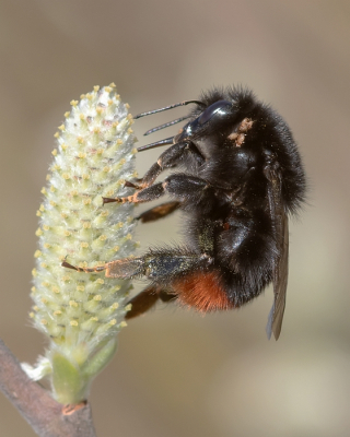 <i class='fa fa-user'></i>&nbsp;Johan van Gurp&nbsp;|  Steenhommel&nbsp; <i class='fa fa-eye'>&nbsp;80</i> &nbsp;<i class='fa fa-thumbs-up'>&nbsp;4</i> &nbsp; <i class='fa fa-comment-o'>&nbsp;3</i>