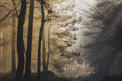 Vanmorgen eindelijk weer eens op pad op de Veluwe en hoera eindelijk mooie omstandigheden. Wat is alles toch extra mooi als de zon schijnt. Vandaag veel mooie foto's kunnen schieten, is wel moeilijk kiezen maar deze hoort er wat mij betreft zeker bij.