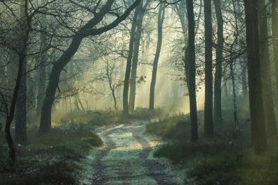 Vanmorgen feest, eindelijk weer een zonnetje en nevel dus schitterende omstandigheden. Ook wat wild op de foto gezet maar de landschapsfoto's vond ik mooier.