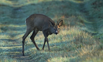 Ik was bijna al bij de auto toen een groep Reeen zag op ongeveer 50meter.
Deze Ree moest tegen de zon inkijken om mij te kunnen zien.  Voor hij het bos in liep
wilde hij blijkbaar eerst weten wat daar nou staat.