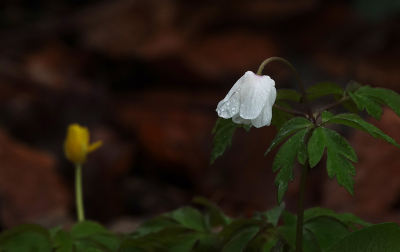 <i class='fa fa-user'></i>&nbsp;nelappelmelk&nbsp;|  Bosanemoon&nbsp; <i class='fa fa-eye'>&nbsp;66</i> &nbsp; <i class='fa fa-comment-o'>&nbsp;2</i>