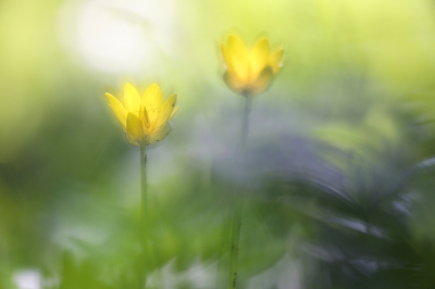 <i class='fa fa-user'></i>&nbsp;Pieter  LJ&nbsp;|  Gewoon Speenkruid&nbsp; <i class='fa fa-eye'>&nbsp;89</i> &nbsp;<i class='fa fa-thumbs-up'>&nbsp;3</i> &nbsp; <i class='fa fa-comment-o'>&nbsp;7</i>