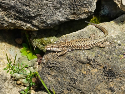 <i class='fa fa-user'></i>&nbsp;Peter van Eijk&nbsp;|  West-Iberische Berghagedis&nbsp; <i class='fa fa-eye'>&nbsp;85</i> &nbsp;<i class='fa fa-thumbs-up'>&nbsp;3</i> &nbsp; <i class='fa fa-comment-o'>&nbsp;3</i>