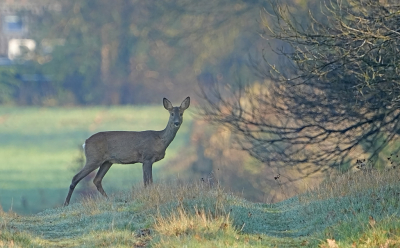 In de ochtend rond half tien zag ik dit reetje voorzichtig het bos ingaan.  Was net op tijd voor deze opname toen ze nog even keek.