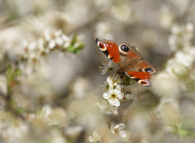 <i class='fa fa-user'></i>&nbsp;Jurgen Maassen&nbsp;|  Dagpauwoog&nbsp; <i class='fa fa-eye'>&nbsp;87</i> &nbsp;<i class='fa fa-thumbs-up'>&nbsp;8</i> &nbsp; <i class='fa fa-comment-o'>&nbsp;7</i>