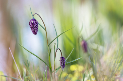 <i class='fa fa-user'></i>&nbsp;kiran&nbsp;|  Wilde Kievitsbloem&nbsp; <i class='fa fa-eye'>&nbsp;74</i> &nbsp;<i class='fa fa-thumbs-up'>&nbsp;3</i> &nbsp; <i class='fa fa-comment-o'>&nbsp;3</i>