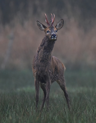 <i class='fa fa-user'></i>&nbsp;robert-jan&nbsp;|  Ree&nbsp; <i class='fa fa-eye'>&nbsp;144</i> &nbsp;<i class='fa fa-thumbs-up'>&nbsp;6</i> &nbsp; <i class='fa fa-comment-o'>&nbsp;6</i>