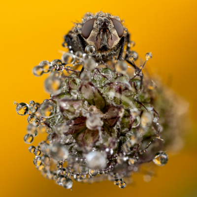 <i class='fa fa-user'></i>&nbsp;Reinier van den Born&nbsp;|  Vleesvlieg sp.&nbsp; <i class='fa fa-eye'>&nbsp;117</i> &nbsp;<i class='fa fa-thumbs-up'>&nbsp;10</i> &nbsp; <i class='fa fa-comment-o'>&nbsp;8</i>