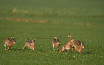 <i class='fa fa-user'></i>&nbsp;Eric Gibcus&nbsp;|  Haas&nbsp; <i class='fa fa-eye'>&nbsp;93</i> &nbsp; <i class='fa fa-comment-o'>&nbsp;2</i>