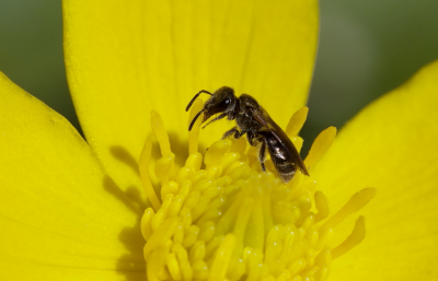 <i class='fa fa-user'></i>&nbsp;rixte&nbsp;|  Groefbij sp.&nbsp; <i class='fa fa-eye'>&nbsp;50</i> &nbsp;<i class='fa fa-thumbs-up'>&nbsp;2</i> &nbsp; <i class='fa fa-comment-o'>&nbsp;4</i>