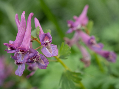 <i class='fa fa-user'></i>&nbsp;Tim Oord&nbsp;|  Vingerhelmbloem&nbsp; <i class='fa fa-eye'>&nbsp;61</i> &nbsp;<i class='fa fa-thumbs-up'>&nbsp;1</i> &nbsp; <i class='fa fa-comment-o'>&nbsp;2</i>