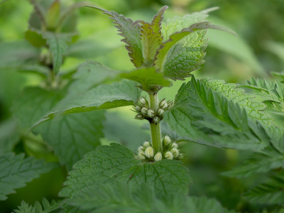 <i class='fa fa-user'></i>&nbsp;Tim Oord&nbsp;|  Witte Dovenetel&nbsp; <i class='fa fa-eye'>&nbsp;58</i> &nbsp; <i class='fa fa-comment-o'>&nbsp;3</i>