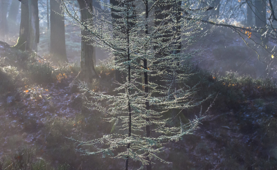 <i class='fa fa-user'></i>&nbsp;ErnovanDoorn&nbsp;|  Japanse Lork&nbsp; <i class='fa fa-eye'>&nbsp;75</i> &nbsp; <i class='fa fa-comment-o'>&nbsp;4</i>