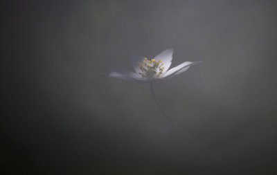 <i class='fa fa-user'></i>&nbsp;Pieter  LJ&nbsp;|  Bosanemoon&nbsp; <i class='fa fa-eye'>&nbsp;118</i> &nbsp;<i class='fa fa-thumbs-up'>&nbsp;9</i> &nbsp; <i class='fa fa-comment-o'>&nbsp;10</i>