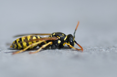 <i class='fa fa-user'></i>&nbsp;Truus Aletta Maan&nbsp;|  Franse Veldwesp&nbsp; <i class='fa fa-eye'>&nbsp;74</i> &nbsp;<i class='fa fa-thumbs-up'>&nbsp;3</i> &nbsp; <i class='fa fa-comment-o'>&nbsp;4</i>