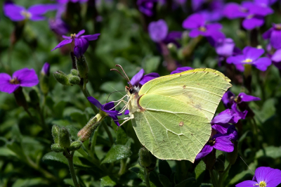 <i class='fa fa-user'></i>&nbsp;Johan van Gurp&nbsp;|  Citroenvlinder&nbsp; <i class='fa fa-eye'>&nbsp;57</i> &nbsp;<i class='fa fa-thumbs-up'>&nbsp;1</i> &nbsp; <i class='fa fa-comment-o'>&nbsp;2</i>