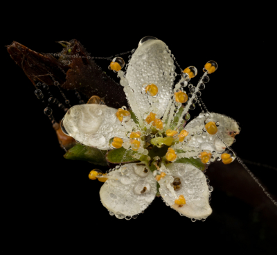 <i class='fa fa-user'></i>&nbsp;Reinier van den Born&nbsp;|  Sleedoorn&nbsp; <i class='fa fa-eye'>&nbsp;82</i> &nbsp;<i class='fa fa-thumbs-up'>&nbsp;5</i> &nbsp; <i class='fa fa-comment-o'>&nbsp;2</i>