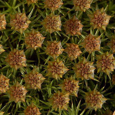 <i class='fa fa-user'></i>&nbsp;Nel R&nbsp;|  Zandhaarmos&nbsp; <i class='fa fa-eye'>&nbsp;59</i> &nbsp;<i class='fa fa-thumbs-up'>&nbsp;2</i> &nbsp; <i class='fa fa-comment-o'>&nbsp;3</i>