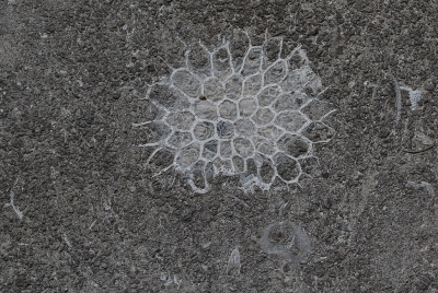 Het NS gebouw tegenover de ingang Moreelsepark zit inderdaad vol fraaie fossielen; er zit zelfs een ammonietje (Goniatiet) in, een spons (Asteractinella) en enkele honingraatkoralen.

Een honingraatkoraal, ik denk een Michelinia. Carboon, ca 350 miljoen jaar oud. Mooi exemplaar (Jelle Reumer).
Favosites-koraal  of verwante honingraatkoraal (Jelle Reumer)

De hardsteen uit Zinnik bestaat vooral uit samengeperste resten van zeelelies. Verder is honingraatkoraal heel kenmerkend voor Belgische hardsteen. Deze koraalsoort, uitgestorven in het Perm en officieel Michelinia favosa (Goldfuss, 1826) genaamd, is in de van Welderenstaat op een paar plaatsen te herkennen,
