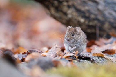 <i class='fa fa-user'></i>&nbsp;Gert-Jan Cromwijk&nbsp;|  Rosse Woelmuis&nbsp; <i class='fa fa-eye'>&nbsp;120</i> &nbsp;<i class='fa fa-thumbs-up'>&nbsp;4</i> &nbsp; <i class='fa fa-comment-o'>&nbsp;5</i>