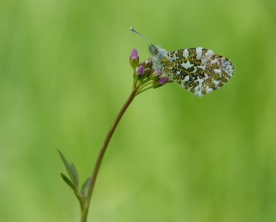 <i class='fa fa-user'></i>&nbsp;Jurgen Maassen&nbsp;|  Oranjetipje&nbsp; <i class='fa fa-eye'>&nbsp;83</i> &nbsp;<i class='fa fa-thumbs-up'>&nbsp;6</i> &nbsp; <i class='fa fa-comment-o'>&nbsp;6</i>