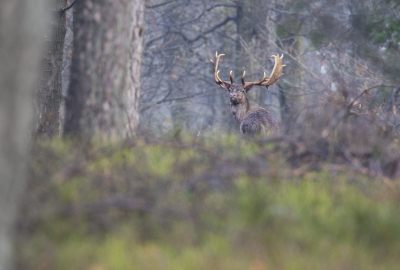 <i class='fa fa-user'></i>&nbsp;ErnovanDoorn&nbsp;|  Damhert&nbsp; <i class='fa fa-eye'>&nbsp;94</i> &nbsp;<i class='fa fa-thumbs-up'>&nbsp;1</i> &nbsp; <i class='fa fa-comment-o'>&nbsp;6</i>