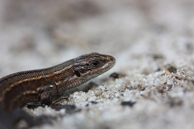 <i class='fa fa-user'></i>&nbsp;Paul Vandebroek&nbsp;|  Levendbarende Hagedis&nbsp; <i class='fa fa-eye'>&nbsp;61</i> &nbsp;<i class='fa fa-thumbs-up'>&nbsp;4</i> &nbsp; <i class='fa fa-comment-o'>&nbsp;6</i>