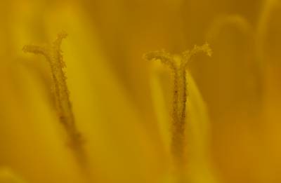 <i class='fa fa-user'></i>&nbsp;Reinier van den Born&nbsp;|  Paardenbloem&nbsp; <i class='fa fa-eye'>&nbsp;67</i> &nbsp;<i class='fa fa-thumbs-up'>&nbsp;6</i> &nbsp; <i class='fa fa-comment-o'>&nbsp;9</i>