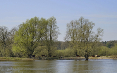 <i class='fa fa-user'></i>&nbsp;Nel R&nbsp;|  Langs de Maas&nbsp; <i class='fa fa-eye'>&nbsp;65</i> &nbsp; <i class='fa fa-comment-o'>&nbsp;3</i>