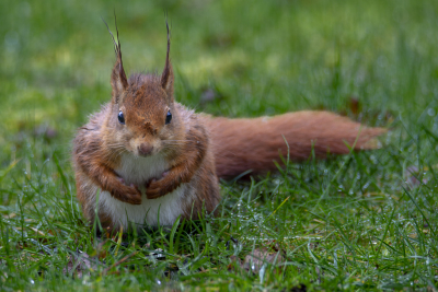 <i class='fa fa-user'></i>&nbsp;ErnovanDoorn&nbsp;|  Eekhoorn&nbsp; <i class='fa fa-eye'>&nbsp;80</i> &nbsp; <i class='fa fa-comment-o'>&nbsp;7</i>