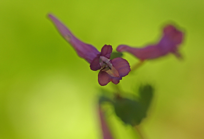 <i class='fa fa-user'></i>&nbsp;Cor&nbsp;|  Vingerhelmbloem&nbsp; <i class='fa fa-eye'>&nbsp;72</i> &nbsp;<i class='fa fa-thumbs-up'>&nbsp;4</i> &nbsp; <i class='fa fa-comment-o'>&nbsp;5</i>