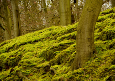 <i class='fa fa-user'></i>&nbsp;B.M.Schouten-Ruis&nbsp;|  Moshellinggen in Landgoed Clingendael&nbsp; <i class='fa fa-eye'>&nbsp;69</i> &nbsp;<i class='fa fa-thumbs-up'>&nbsp;1</i> &nbsp; <i class='fa fa-comment-o'>&nbsp;2</i>