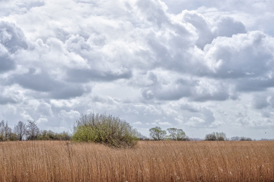 <i class='fa fa-user'></i>&nbsp;Tim Oord&nbsp;|  Rietlandschap&nbsp; <i class='fa fa-eye'>&nbsp;49</i> &nbsp; <i class='fa fa-comment-o'>&nbsp;1</i>