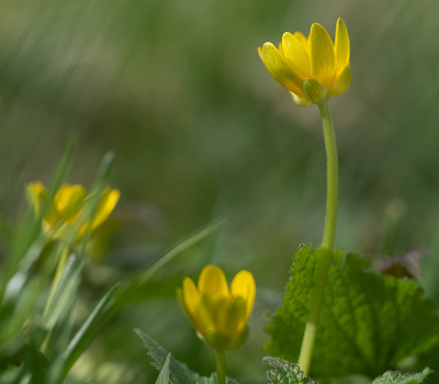 <i class='fa fa-user'></i>&nbsp;Tim Oord&nbsp;|  Gewoon Speenkruid&nbsp; <i class='fa fa-eye'>&nbsp;45</i> &nbsp;<i class='fa fa-thumbs-up'>&nbsp;1</i> &nbsp; <i class='fa fa-comment-o'>&nbsp;0</i>