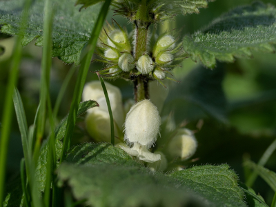 <i class='fa fa-user'></i>&nbsp;Tim Oord&nbsp;|  Witte Dovenetel&nbsp; <i class='fa fa-eye'>&nbsp;59</i> &nbsp;<i class='fa fa-thumbs-up'>&nbsp;3</i> &nbsp; <i class='fa fa-comment-o'>&nbsp;5</i>