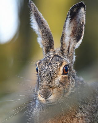 <i class='fa fa-user'></i>&nbsp;robert-jan&nbsp;|  Haas&nbsp; <i class='fa fa-eye'>&nbsp;98</i> &nbsp;<i class='fa fa-thumbs-up'>&nbsp;4</i> &nbsp; <i class='fa fa-comment-o'>&nbsp;6</i>