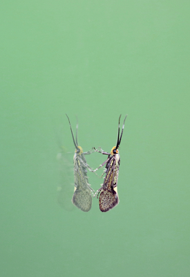 <i class='fa fa-user'></i>&nbsp;Pieter  LJ&nbsp;|  Esperiamot&nbsp; <i class='fa fa-eye'>&nbsp;67</i> &nbsp;<i class='fa fa-thumbs-up'>&nbsp;2</i> &nbsp; <i class='fa fa-comment-o'>&nbsp;5</i>