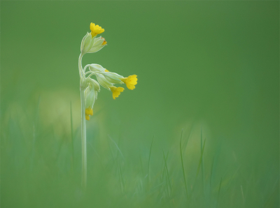 <i class='fa fa-user'></i>&nbsp;Jurgen Maassen&nbsp;|  Gulden Sleutelbloem&nbsp; <i class='fa fa-eye'>&nbsp;115</i> &nbsp;<i class='fa fa-thumbs-up'>&nbsp;17</i> &nbsp; <i class='fa fa-comment-o'>&nbsp;10</i>