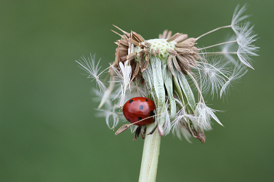 <i class='fa fa-user'></i>&nbsp;Paul Vandebroek&nbsp;|  Paardenbloem&nbsp; <i class='fa fa-eye'>&nbsp;64</i> &nbsp;<i class='fa fa-thumbs-up'>&nbsp;4</i> &nbsp; <i class='fa fa-comment-o'>&nbsp;5</i>