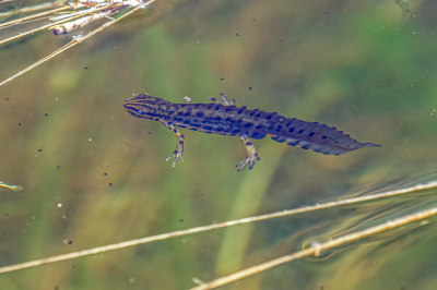 <i class='fa fa-user'></i>&nbsp;Louis56&nbsp;|  Kleine Watersalamander&nbsp; <i class='fa fa-eye'>&nbsp;119</i> &nbsp;<i class='fa fa-thumbs-up'>&nbsp;5</i> &nbsp; <i class='fa fa-comment-o'>&nbsp;3</i>