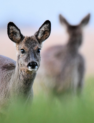 <i class='fa fa-user'></i>&nbsp;robert-jan&nbsp;|  Ree&nbsp; <i class='fa fa-eye'>&nbsp;87</i> &nbsp;<i class='fa fa-thumbs-up'>&nbsp;4</i> &nbsp; <i class='fa fa-comment-o'>&nbsp;4</i>