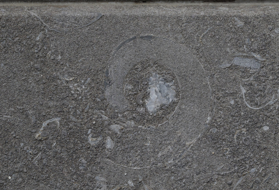 <i class='fa fa-user'></i>&nbsp;Ad Sprang&nbsp;|  Goniatiet sp.&nbsp; <i class='fa fa-eye'>&nbsp;99</i> &nbsp;<i class='fa fa-thumbs-up'>&nbsp;6</i> &nbsp; <i class='fa fa-comment-o'>&nbsp;8</i>