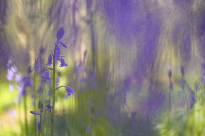 <i class='fa fa-user'></i>&nbsp;Nel R&nbsp;|  Wilde Hyacint&nbsp; <i class='fa fa-eye'>&nbsp;102</i> &nbsp;<i class='fa fa-thumbs-up'>&nbsp;14</i> &nbsp; <i class='fa fa-comment-o'>&nbsp;11</i>