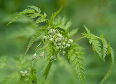 <i class='fa fa-user'></i>&nbsp;Tim Oord&nbsp;|  Fluitenkruid&nbsp; <i class='fa fa-eye'>&nbsp;46</i> &nbsp;<i class='fa fa-thumbs-up'>&nbsp;3</i> &nbsp; <i class='fa fa-comment-o'>&nbsp;1</i>