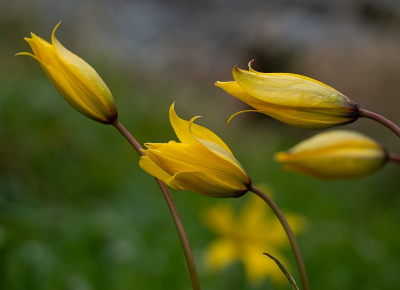 <i class='fa fa-user'></i>&nbsp;Tim Oord&nbsp;|  Wilde Tulp&nbsp; <i class='fa fa-eye'>&nbsp;79</i> &nbsp;<i class='fa fa-thumbs-up'>&nbsp;7</i> &nbsp; <i class='fa fa-comment-o'>&nbsp;3</i>